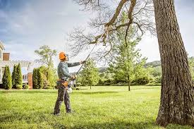 How Our Tree Care Process Works  in Brighton, IL